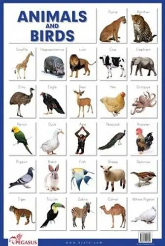 Pegasus Animals & Birds - Thick Laminated Educational Chart 1