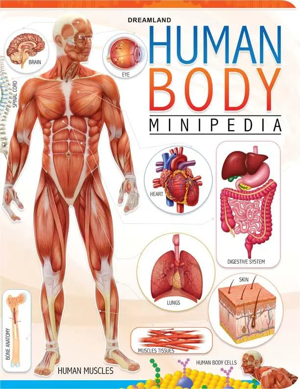 Dreamland Human Body Minipedia - A Reference Book For Kids (English) 1