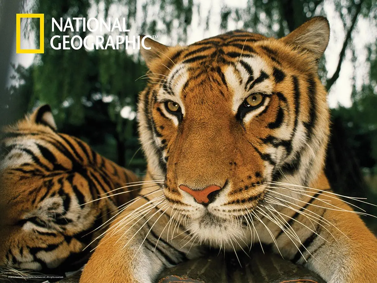 Prime 3D National Geographic Tiger Puzzle (500 Pieces) 1